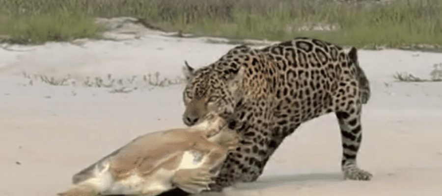 Onça-pintada surpreende ao ser flagrada arrastando tartaruga para mata próxima à divisa com MT