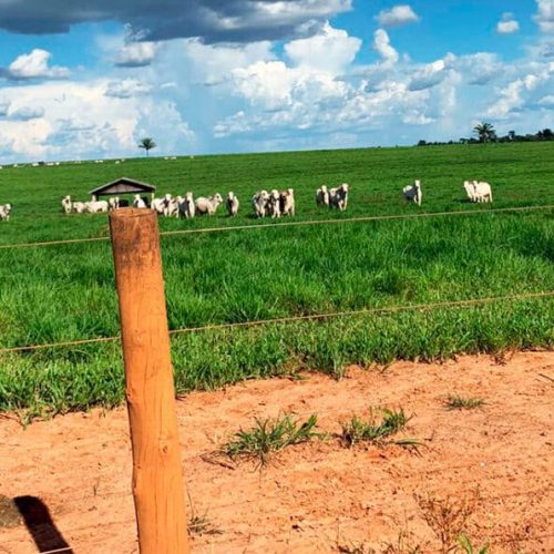 Arroba da vaca gorda tem alta em Mato Grosso