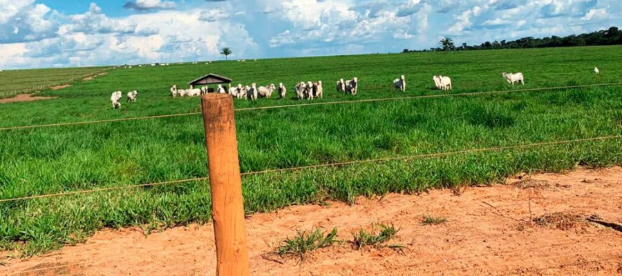 Arroba da vaca gorda tem alta em Mato Grosso
