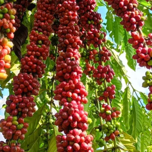 Qual é o segredo dos pequenos produtores de Mato Grosso para alcançar 73% de margem no café?