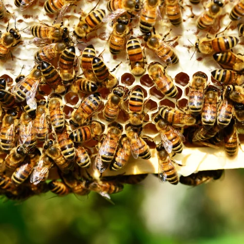 Ainda vale a pena produzir mel em Mato Grosso? Dados do IBGE mostram o tamanho do mercado