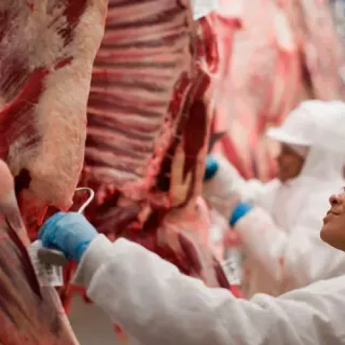 Exportações de carne bovina em Sinop crescem 27% em 2026 e superam todo o volume de 2025
