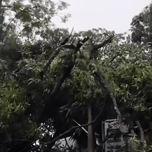 COLIDER-MT: Ventos fortes derrubam árvores em Colíder e pássaros morrem