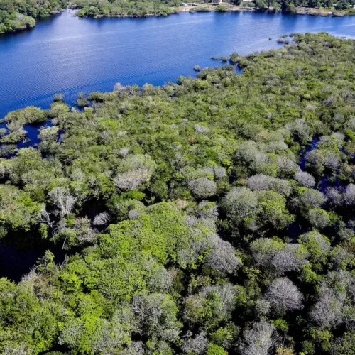 MATO GROSSO: Desmatamento na Amazônia em Mato Grosso cai 46,7% e atinge menor patamar do ciclo recente