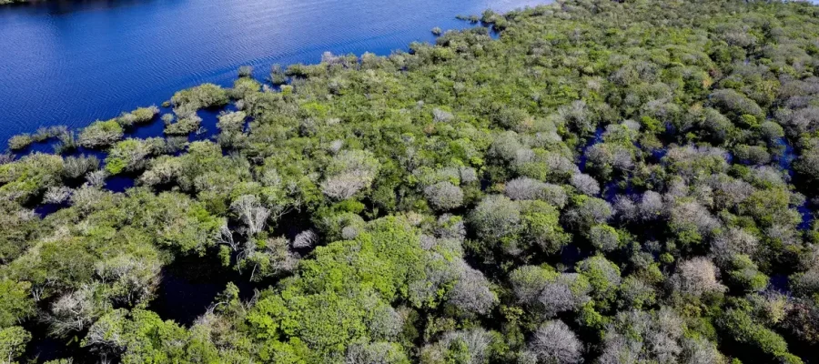 MATO GROSSO: Desmatamento na Amazônia em Mato Grosso cai 46,7% e atinge menor patamar do ciclo recente