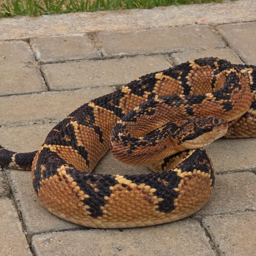 Bombeiros capturam serpente peçonhenta de quase 2 metros em avenida de Alta Floresta