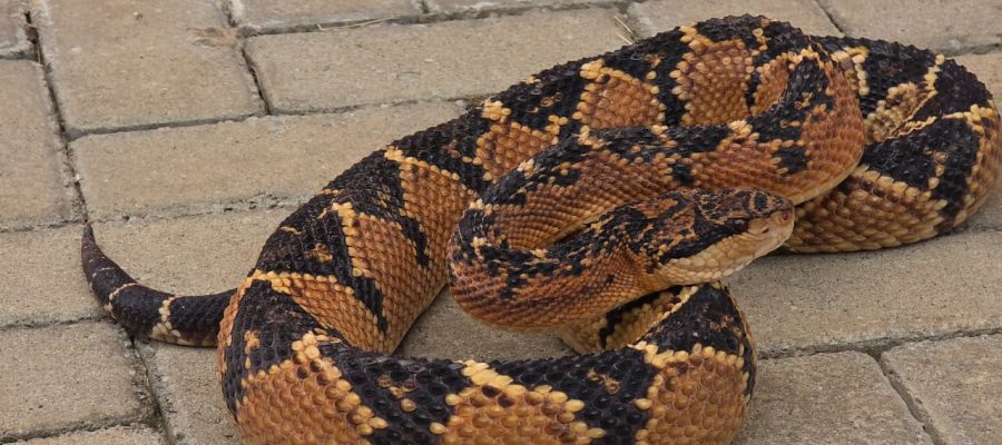 Bombeiros capturam serpente peçonhenta de quase 2 metros em avenida de Alta Floresta