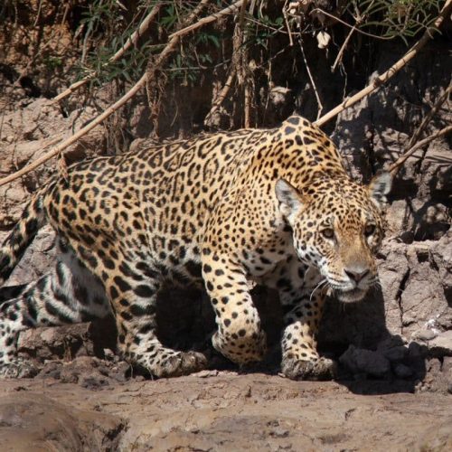 Onça-pintada Ibaca morre após ser resgatada debilitada em rio no Pantanal mato-grossense