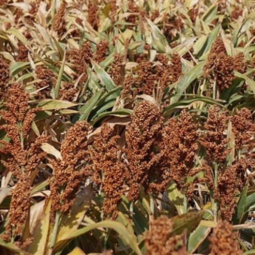 Produção de etanol a partir do sorgo avança