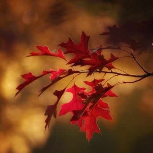 Outono inicia com tendência de bloqueio no país