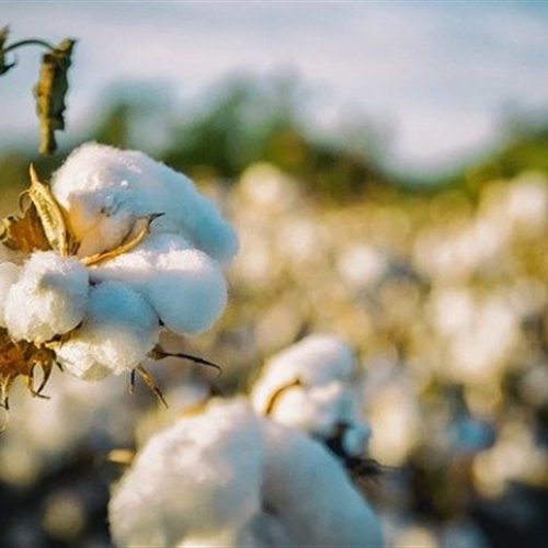 Oferta sustenta liderança nas exportações de algodão