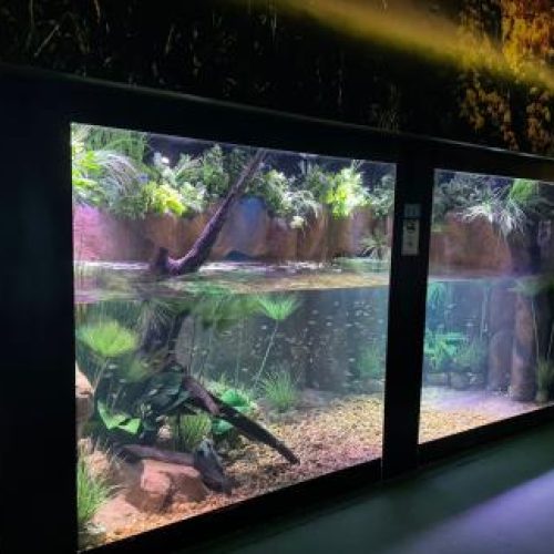 OPÇÃO NO FERIADO: Aquário e Museu da Caixa D’Água Velha abrem nesta segunda-feira