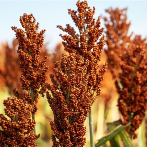 Sorgo amplia rentabilidade na terminação de suínos