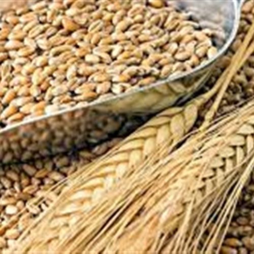 Produção global de grãos tem leve ajuste