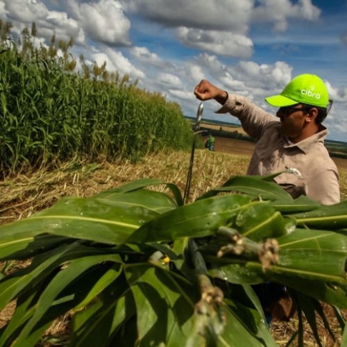 Fertilizantes: como aplicar os 4Cs para elevar a produtividade e proteger o solo