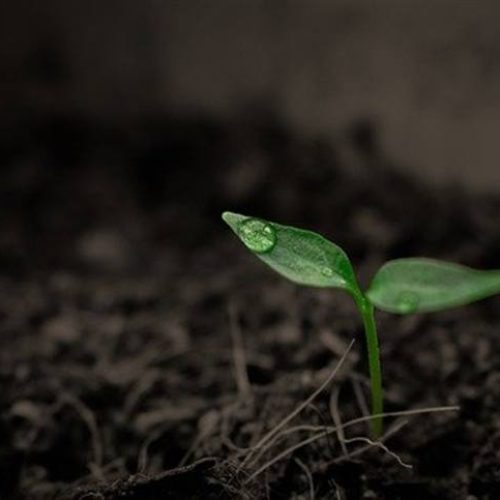Agricultura regenerativa avança com desafios