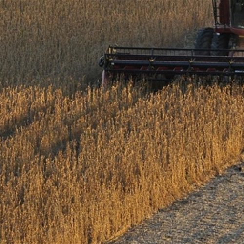 Preço da soja em Mato Grosso sobe mais de 5% e impulsiona comercialização