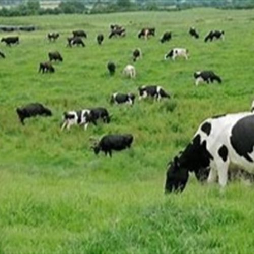 Calagem: Aliada essencial das pastagens 