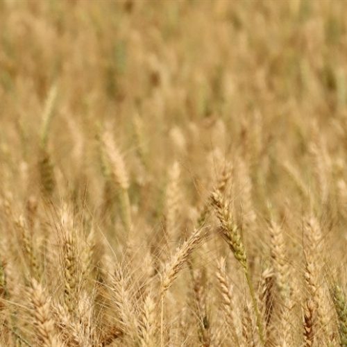 Mercado de trigo mantém tendência de alta