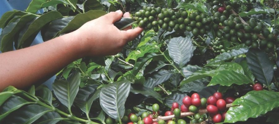 Safra maior reacende debate sobre valor no café