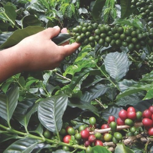 Projeto registra alta de 25,8% na produção de café