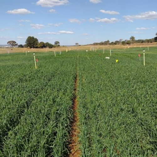 Solo forte com milheto, trigo e nabo