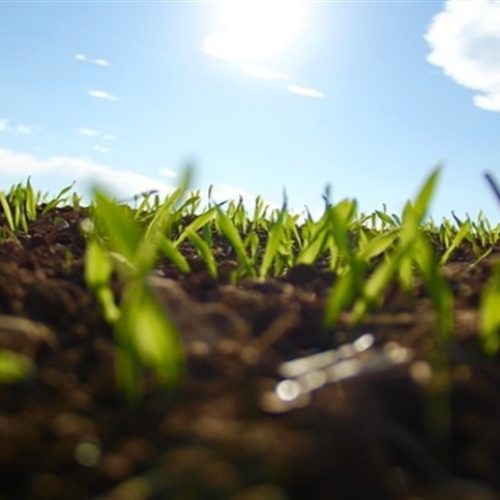 Compatibilidade é chave no uso de biológicos e fertilizantes