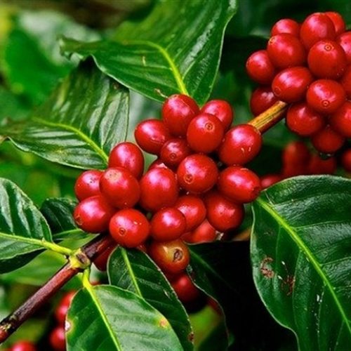 Fungicida reforça combate a doenças do cafeeiro