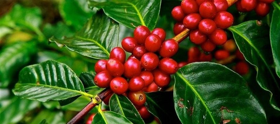 Fungicida reforça combate a doenças do cafeeiro