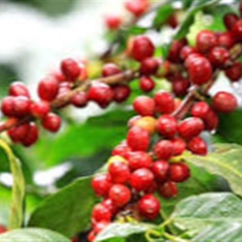 Plantas daninhas ameaçam a lavoura de café