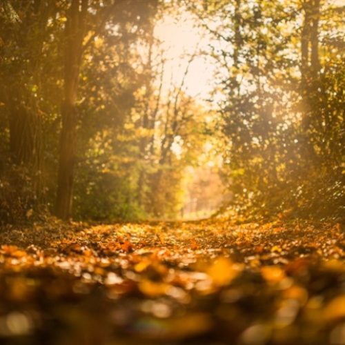 Outono 2026: o que esperar para a estação?