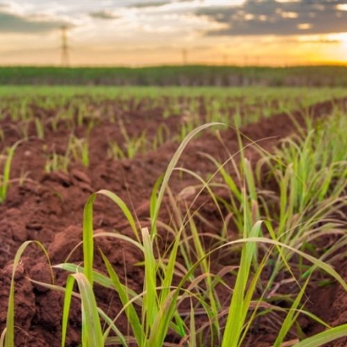 Brasil fortalece comércio agropecuário com o Vietnã