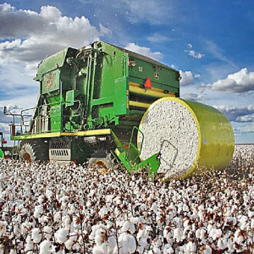 Campo Novo é o quarto no ranking de maior produção agrícola do Brasil em 2024