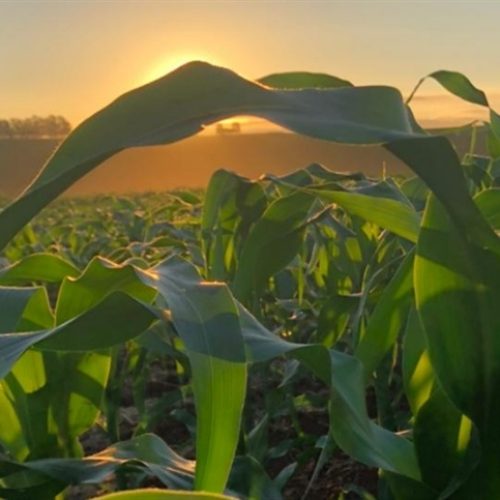 Diplodia pode reduzir rendimento do milho