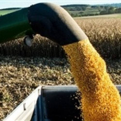 Exportações de milho: relatório do USDA não altera liderança brasileira