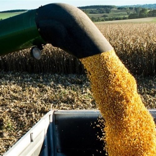 Produção de milho deve cair mesmo com mais área