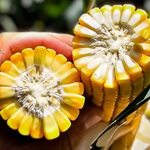 Por que o preço do milho caiu?