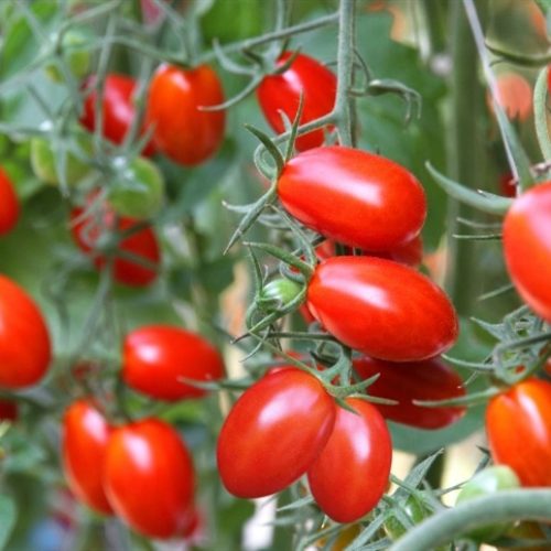 Tomate em Portugal: produção sob pressão