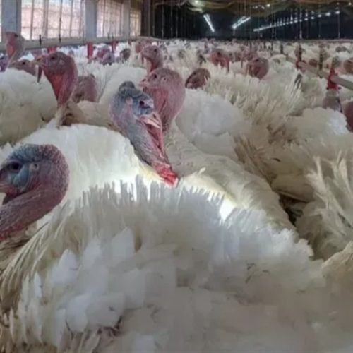 ALERTA NA SAUDE: Vírus de Newcastle é detectado em granja de perus em SC