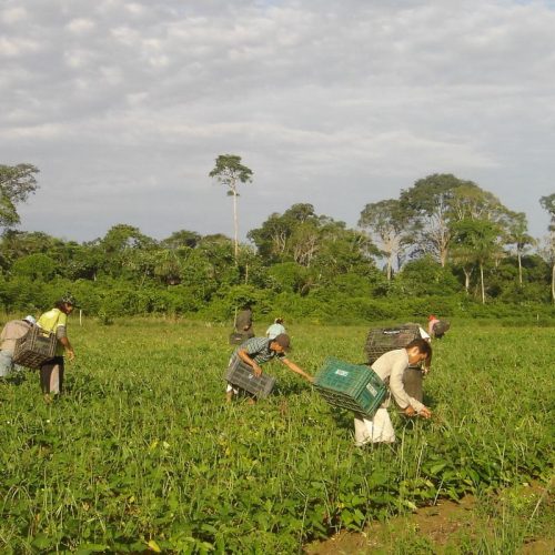 Produtores afetados por estiagem no RS podem renegociar crédito rural