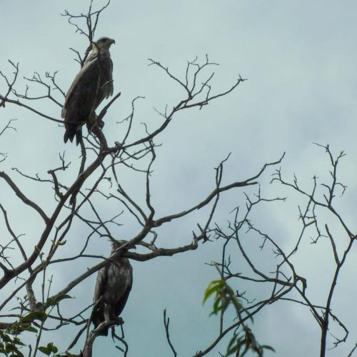 Duas águias-cinzentas são fotografadas em vida livre em registro raro