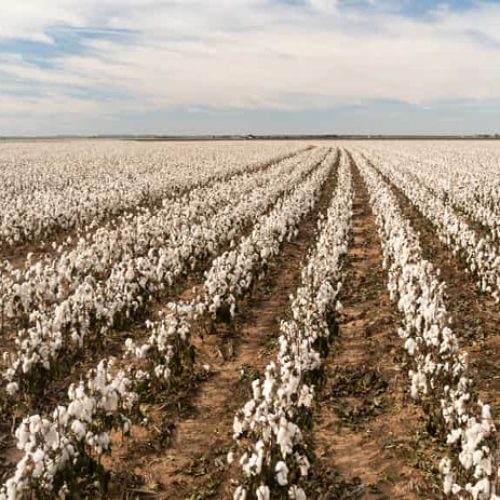 Vazio sanitário do algodão começa em MT; em Sorriso, período inicia em 15 de outubro