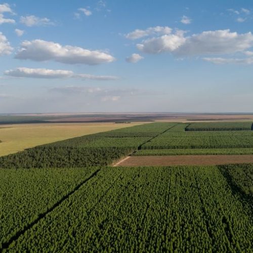 MP quer entender aumento no uso de madeira de desmate em MT