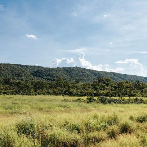 REGULARIZAÇÃO AMBIENTAL: Sema aprova mais de mil projetos para recuperação de 50 mil hectares