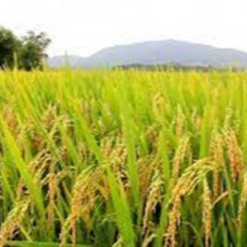 Enxofre no arroz: Absorção e perdas