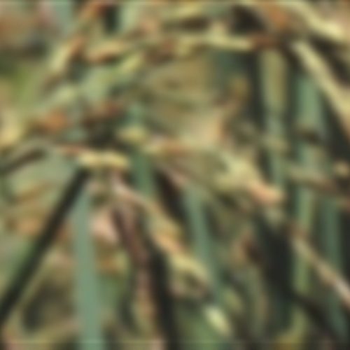 O arroz pode surpreender o mercado em 2025?