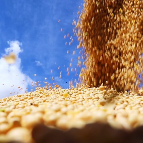 Mercado da soja já reage ao próximo relatório do USDA; veja cotações