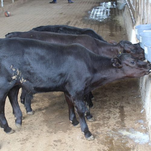 Bezerros mais resistentes ao calor nascem pela primeira vez no Brasil
