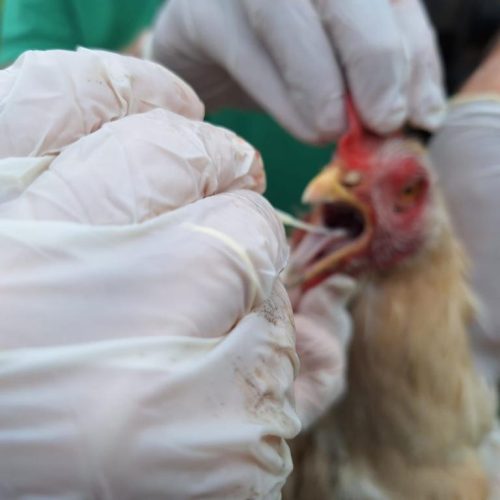 BARREIRA SANITÁRIA:  adota medidas para conter circulação de gripe aviária em Campinápolis