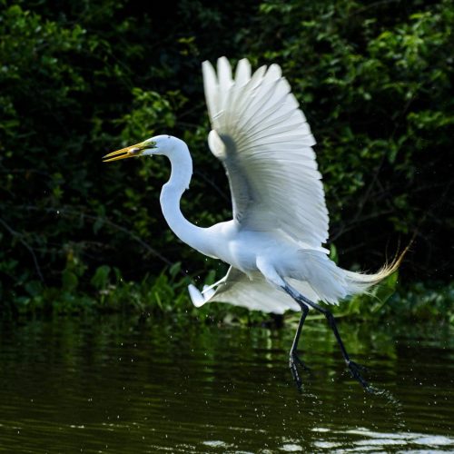 Biodiversidade de Mato Grosso é destaque na maior feira mundial de observação de aves